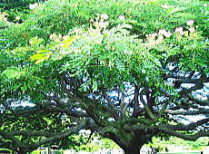 日立の樹～枝ぶり