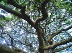 日立の樹～幹の付け根から見上げたところ
