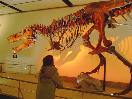 ティラノサウルス 愛称「スー」〜中生代白亜紀後期（米サウスダコタ州）